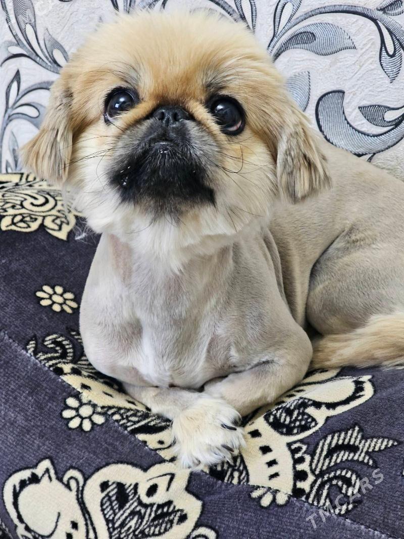 домашние животные собаки - Мары - img 2