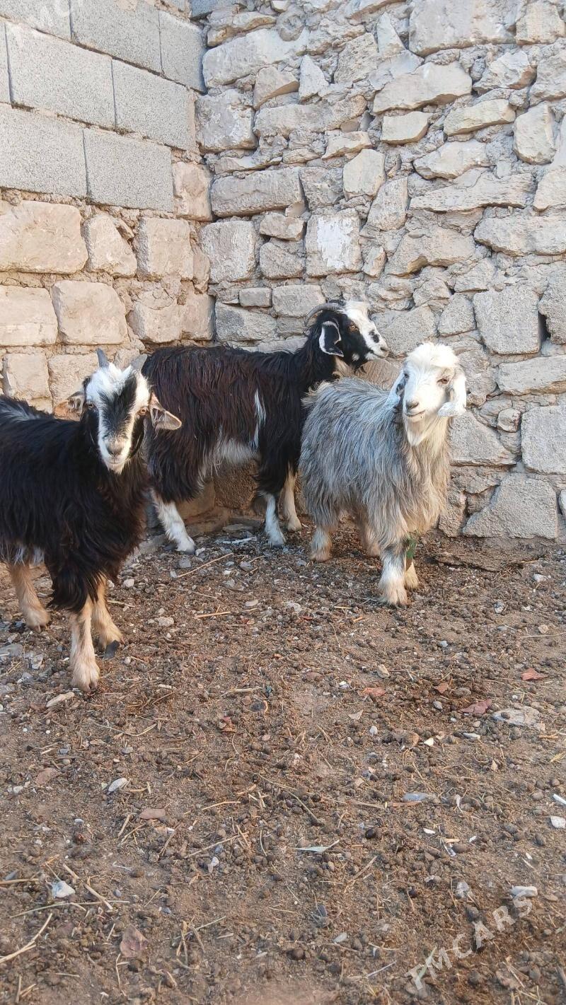 Cebis - Гызыларбат - img 1