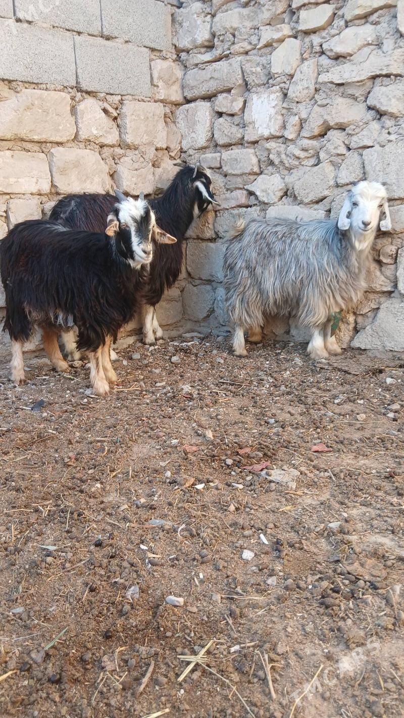 Cebis - Гызыларбат - img 3