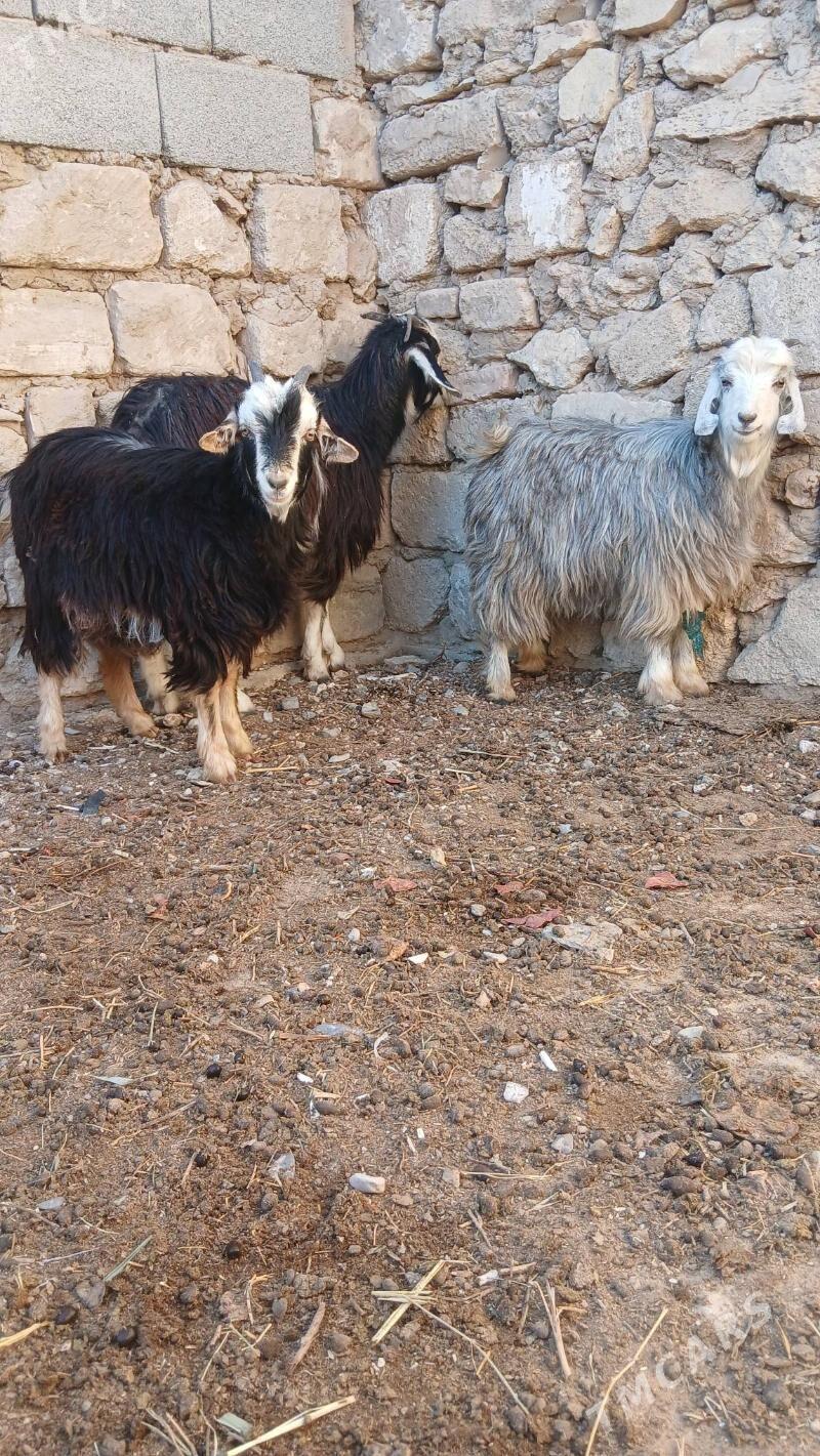 Cebis - Гызыларбат - img 2