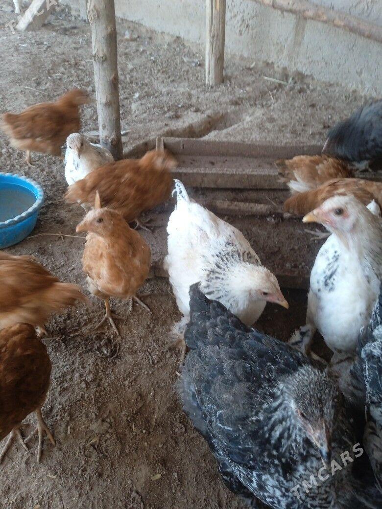 juyje brovil - Шабатский этрап - img 3