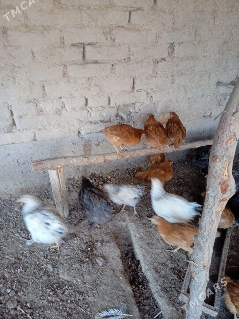 juyje brovil - Шабатский этрап - img 1