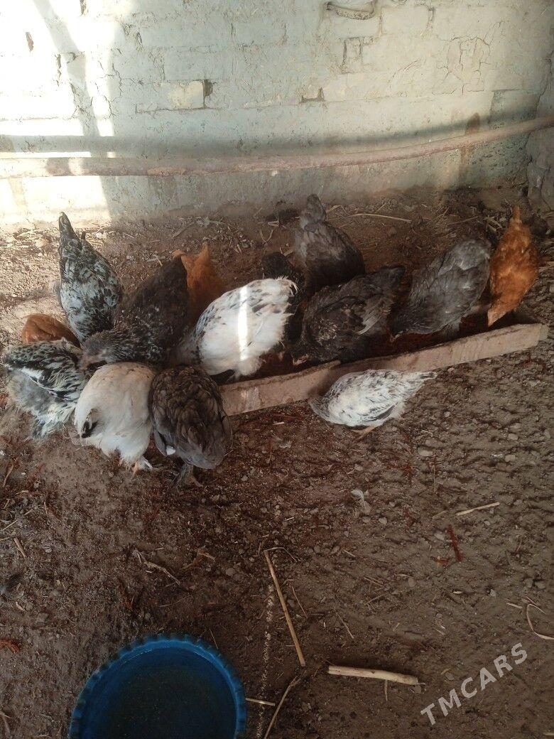 juyje brovil - Шабатский этрап - img 5