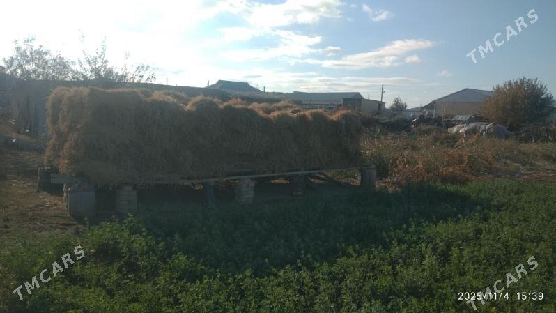 Mala hasal ot satlyk - Векильбазар - img 1