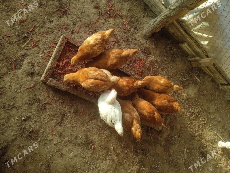 juyje brovil - Шабатский этрап - img 6