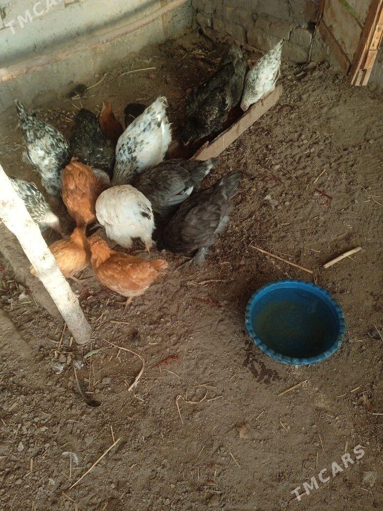 juyje brovil - Шабатский этрап - img 4