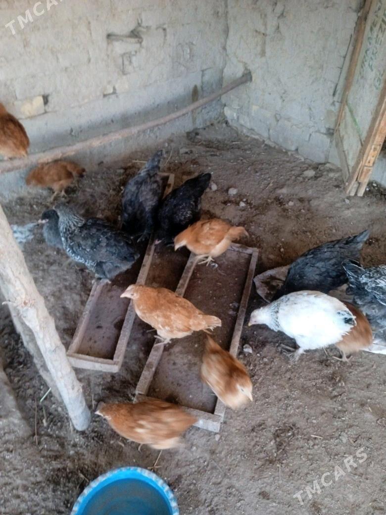 juyje brovil - Шабатский этрап - img 2