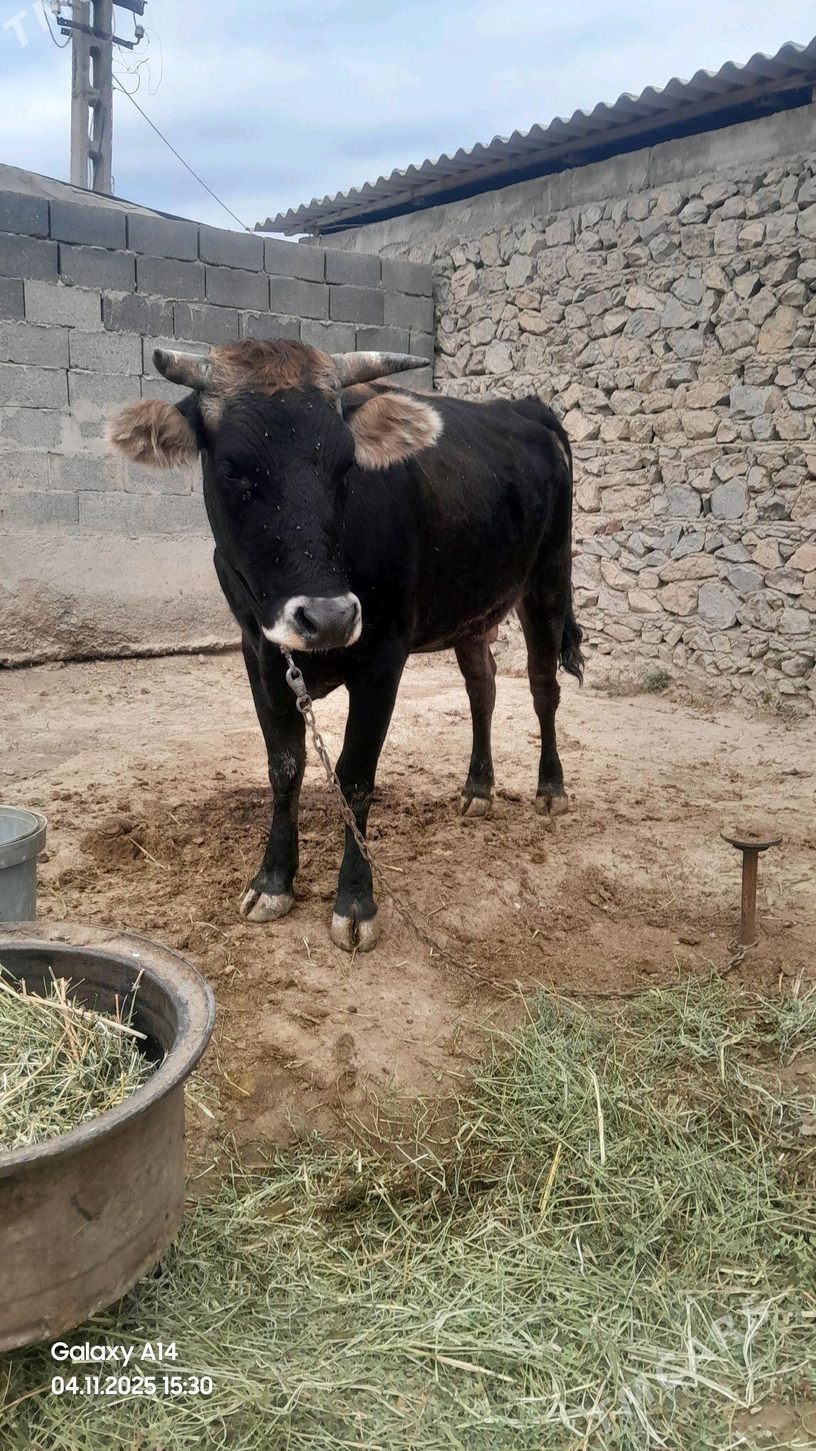 Sygyr - Бахарден - img 2