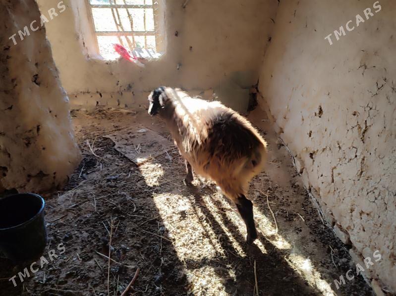 Goyun - Гурбансолтан Едже - img 2