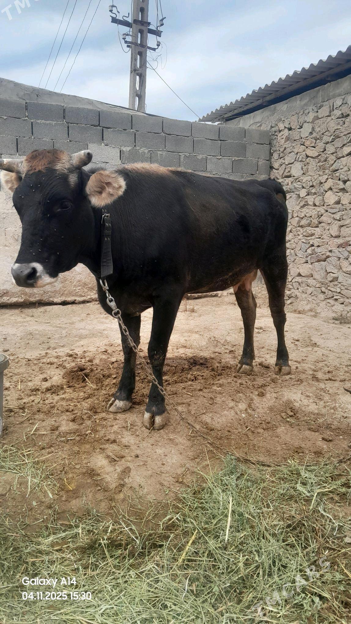 Sygyr - Бахарден - img 3