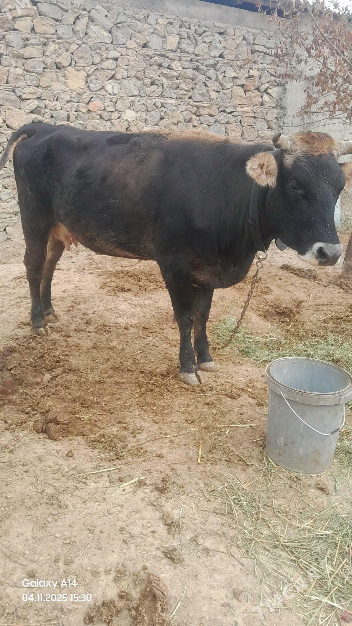 Sygyr - Бахарден - img 1