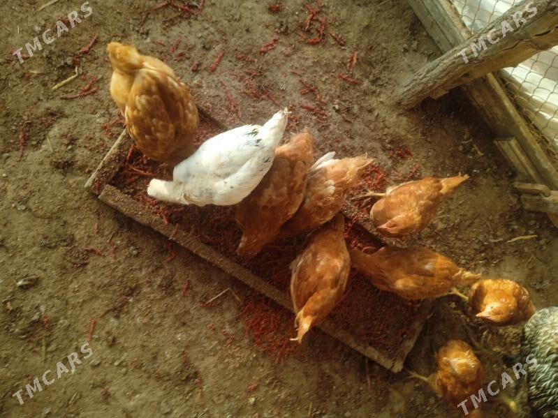 juyje brovil - Шабатский этрап - img 7