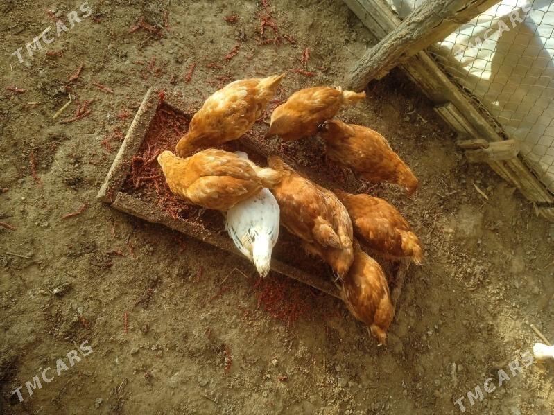 juyje brovil - Шабатский этрап - img 8