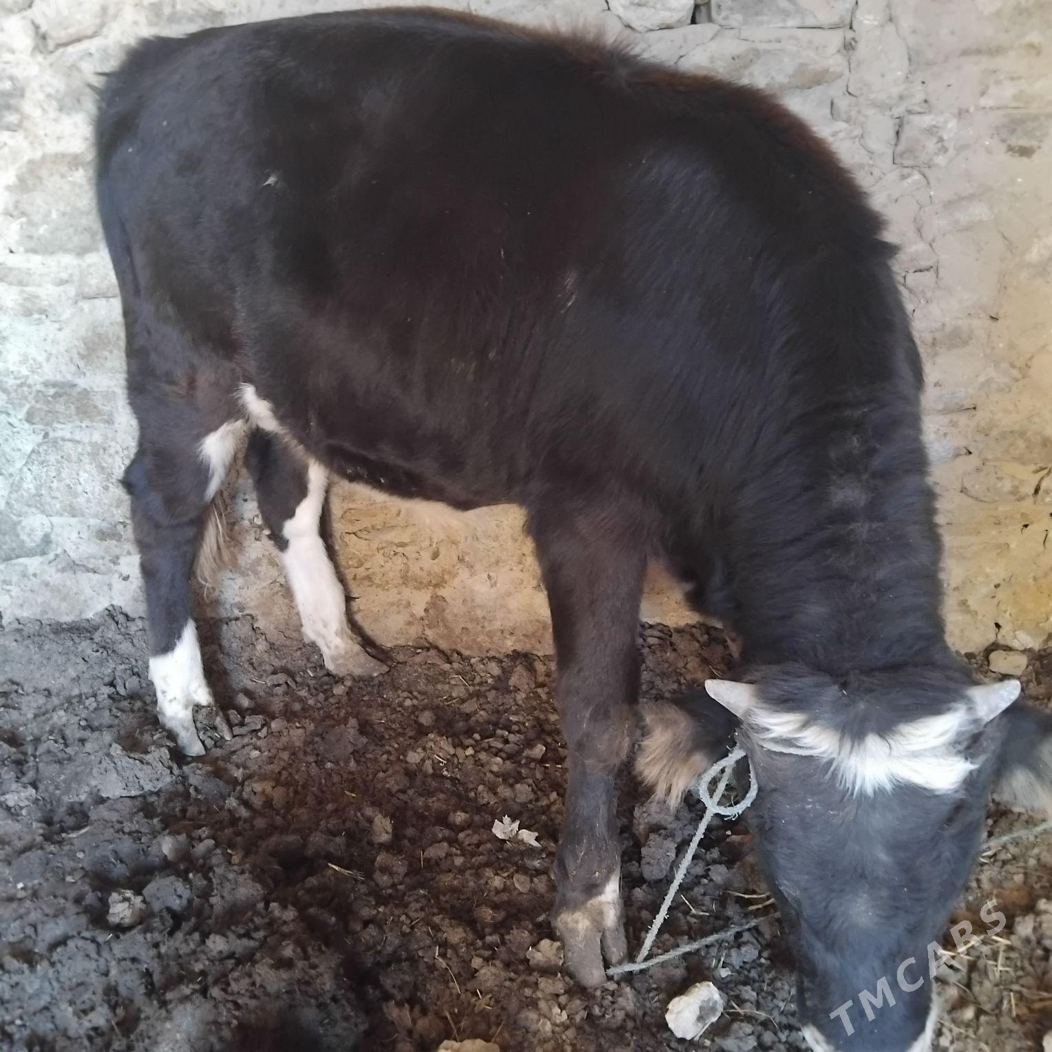 okuz - Гызыларбат - img 2