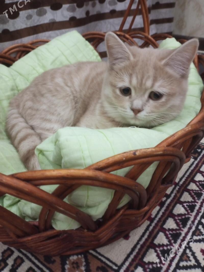 кошка породистая - Туркменабат - img 1