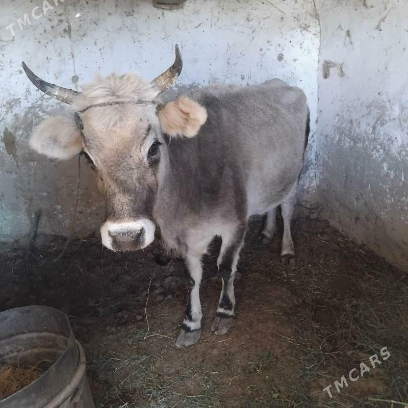 okuz - Гызыларбат - img 4