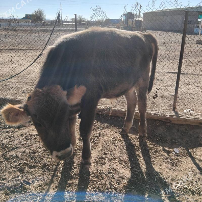 okuz - Гызыларбат - img 7