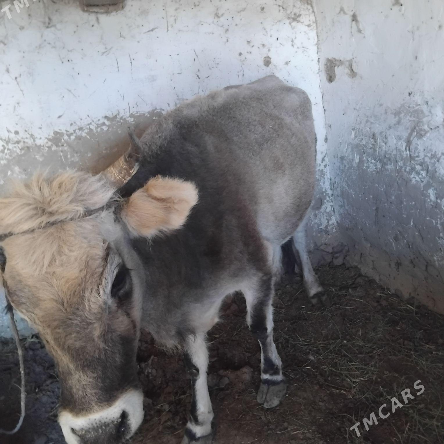 okuz - Гызыларбат - img 5