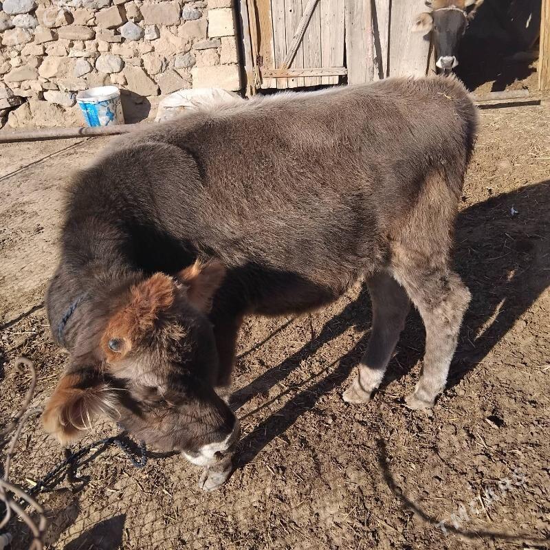 okuz - Гызыларбат - img 6