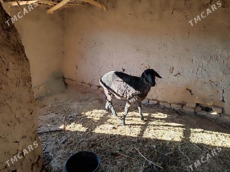 Goyun - Гурбансолтан Едже - img 1