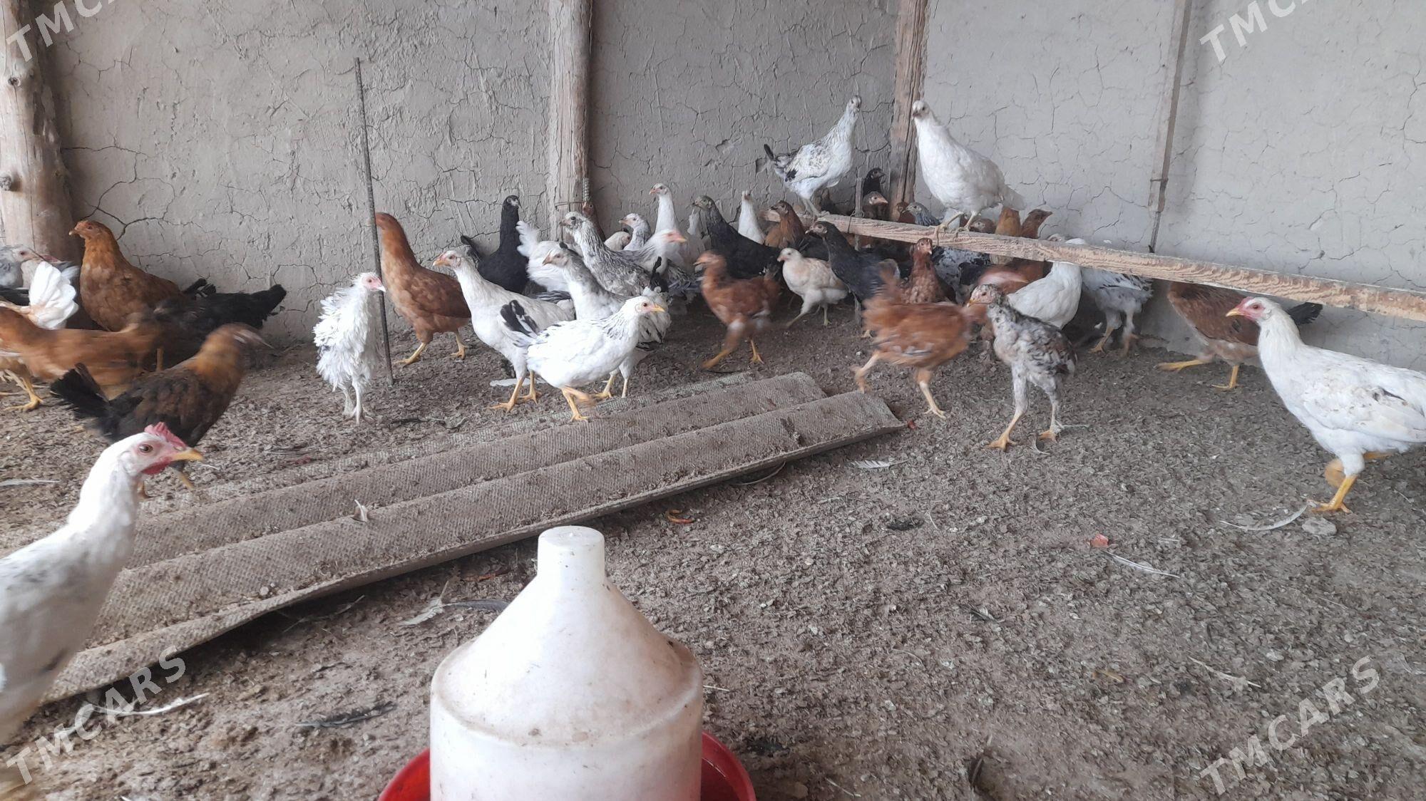 juje - Гёкдепе - img 2