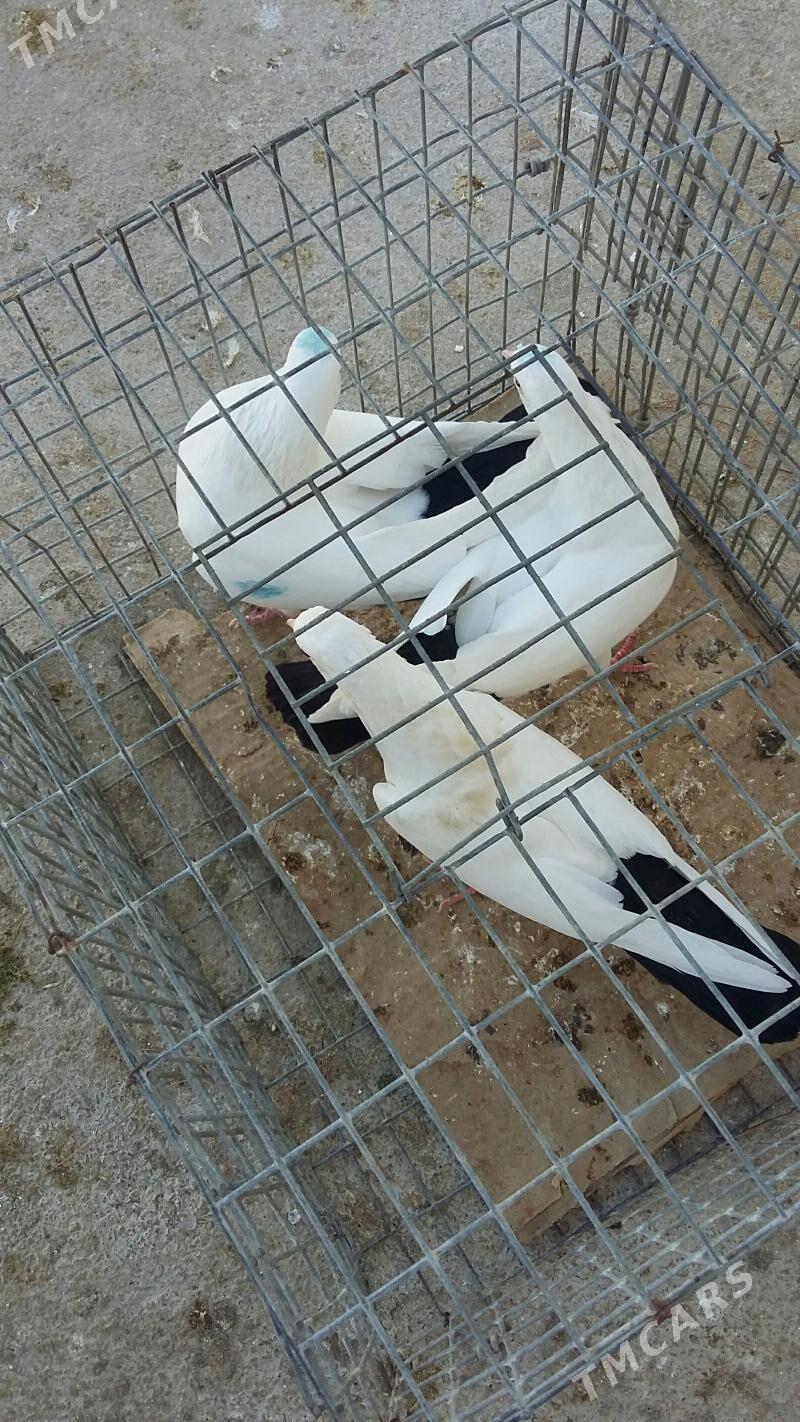 kepderi - Ашхабад - img 2