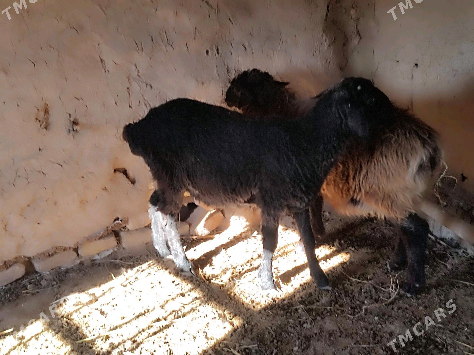 Goyun - Гурбансолтан Едже - img 4