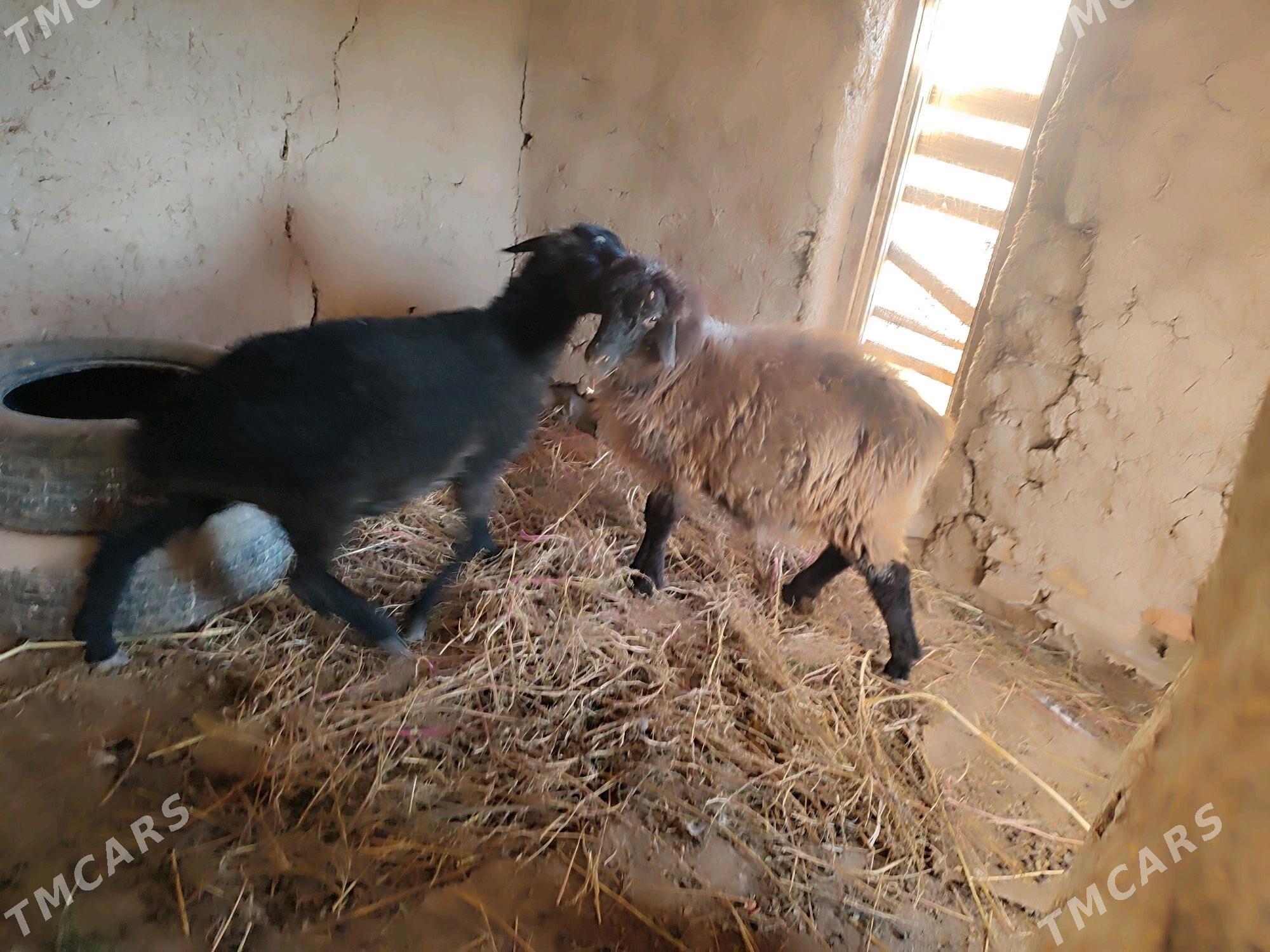 Goyun - Гурбансолтан Едже - img 3