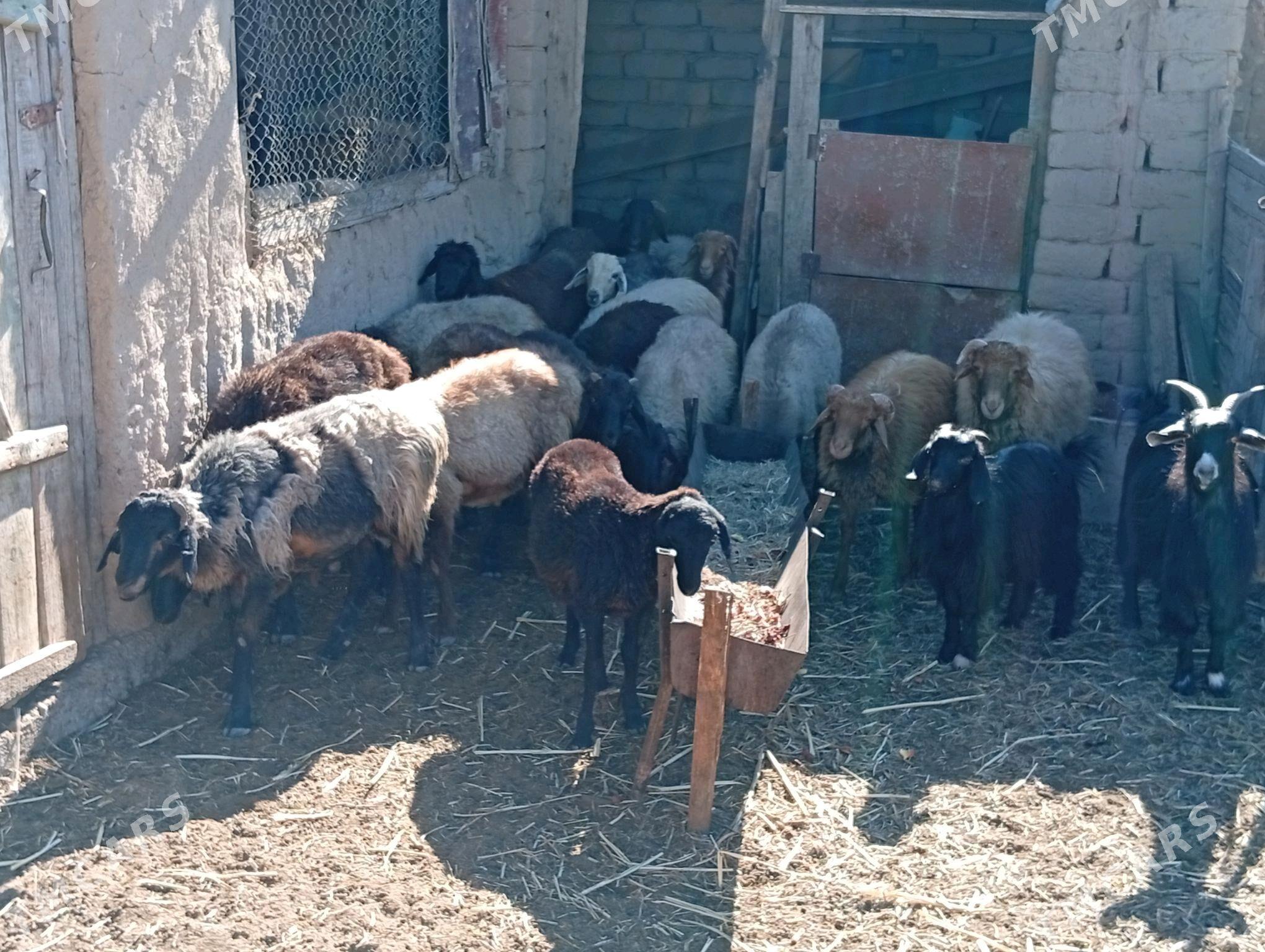 tokly - Махтумкули - img 2