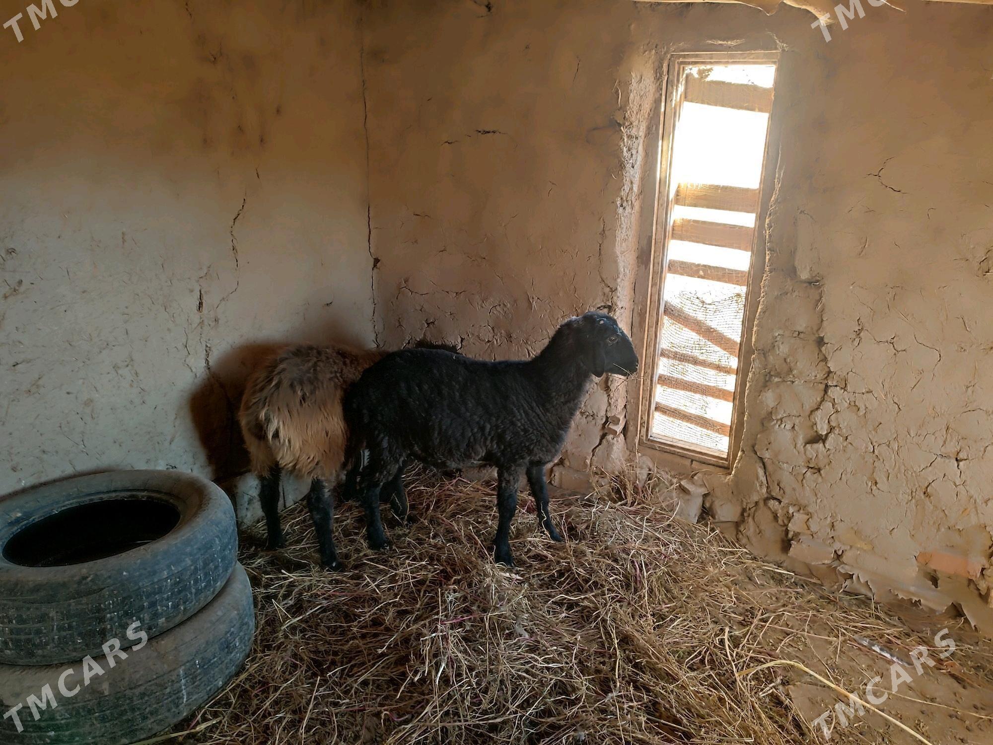 Goyun - Гурбансолтан Едже - img 5