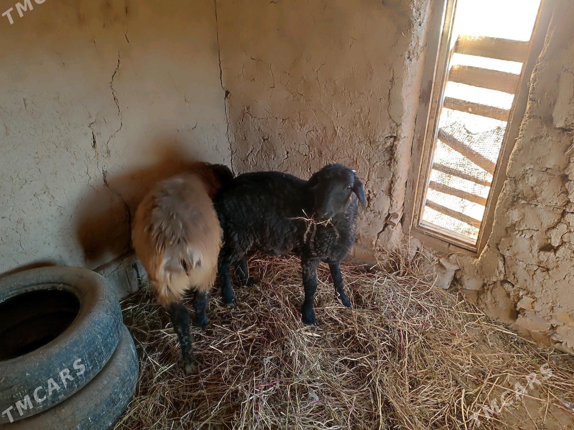 Goyun - Гурбансолтан Едже - img 6