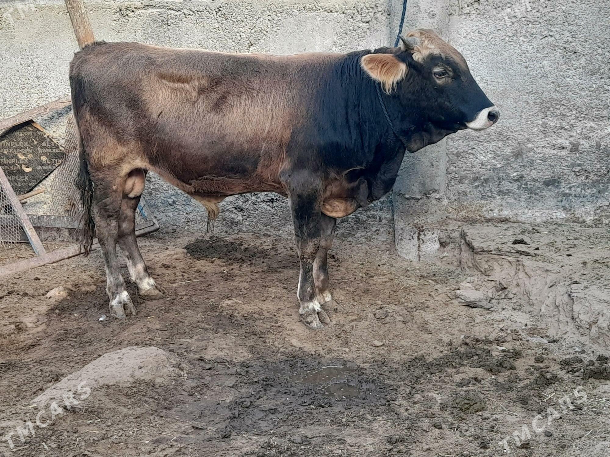 öküz - Гарадамак Шор - img 1