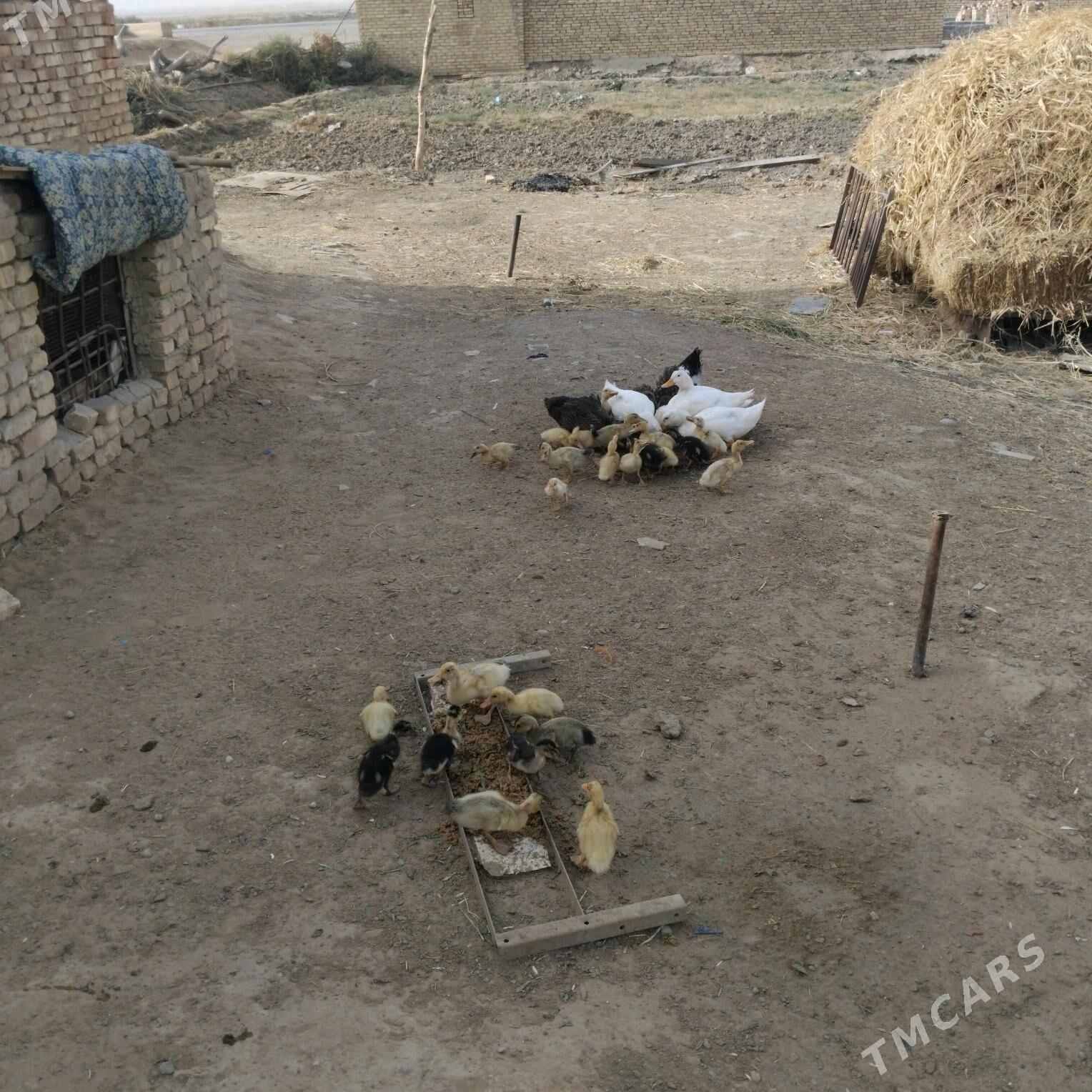 yasylbas juyje - Векильбазар - img 3