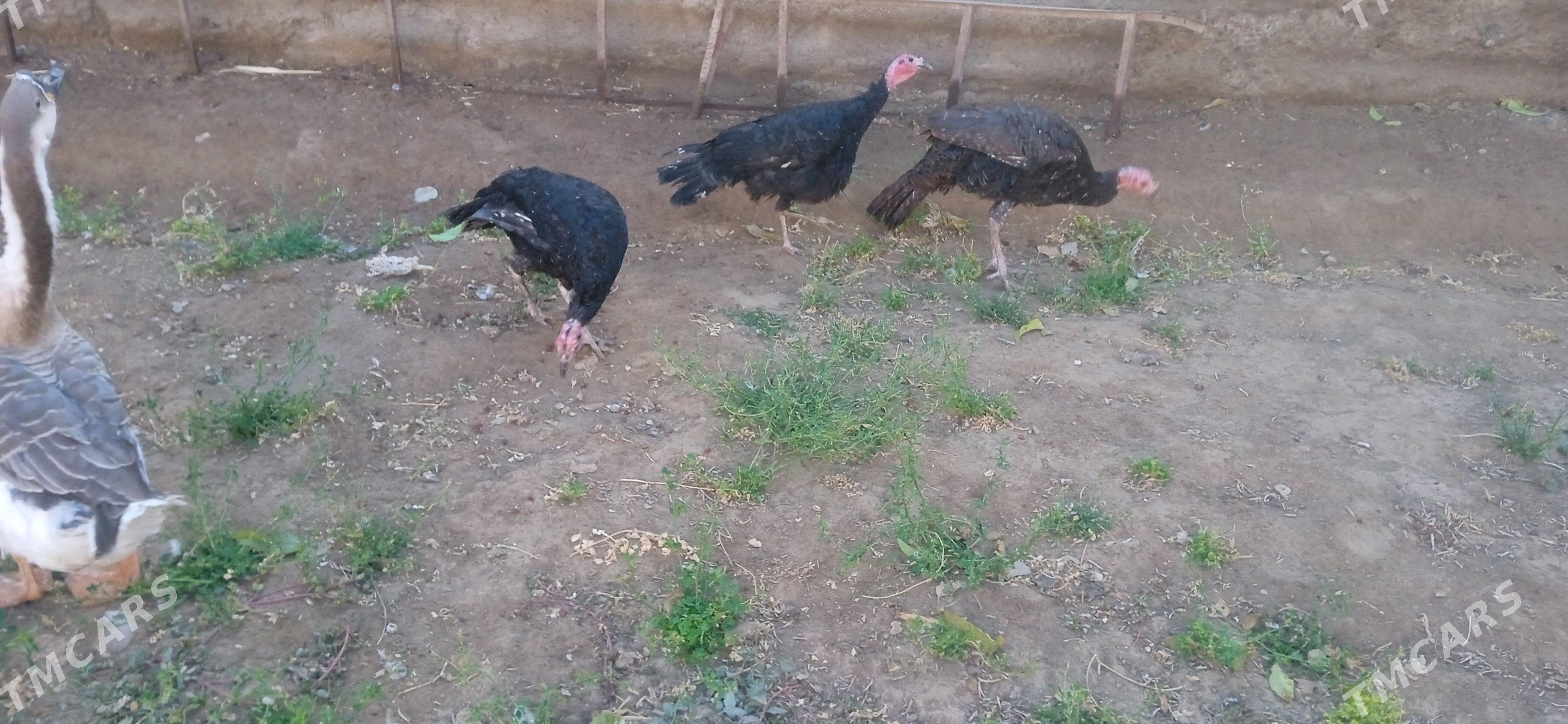 induk - Гороглы (Тагта) - img 1