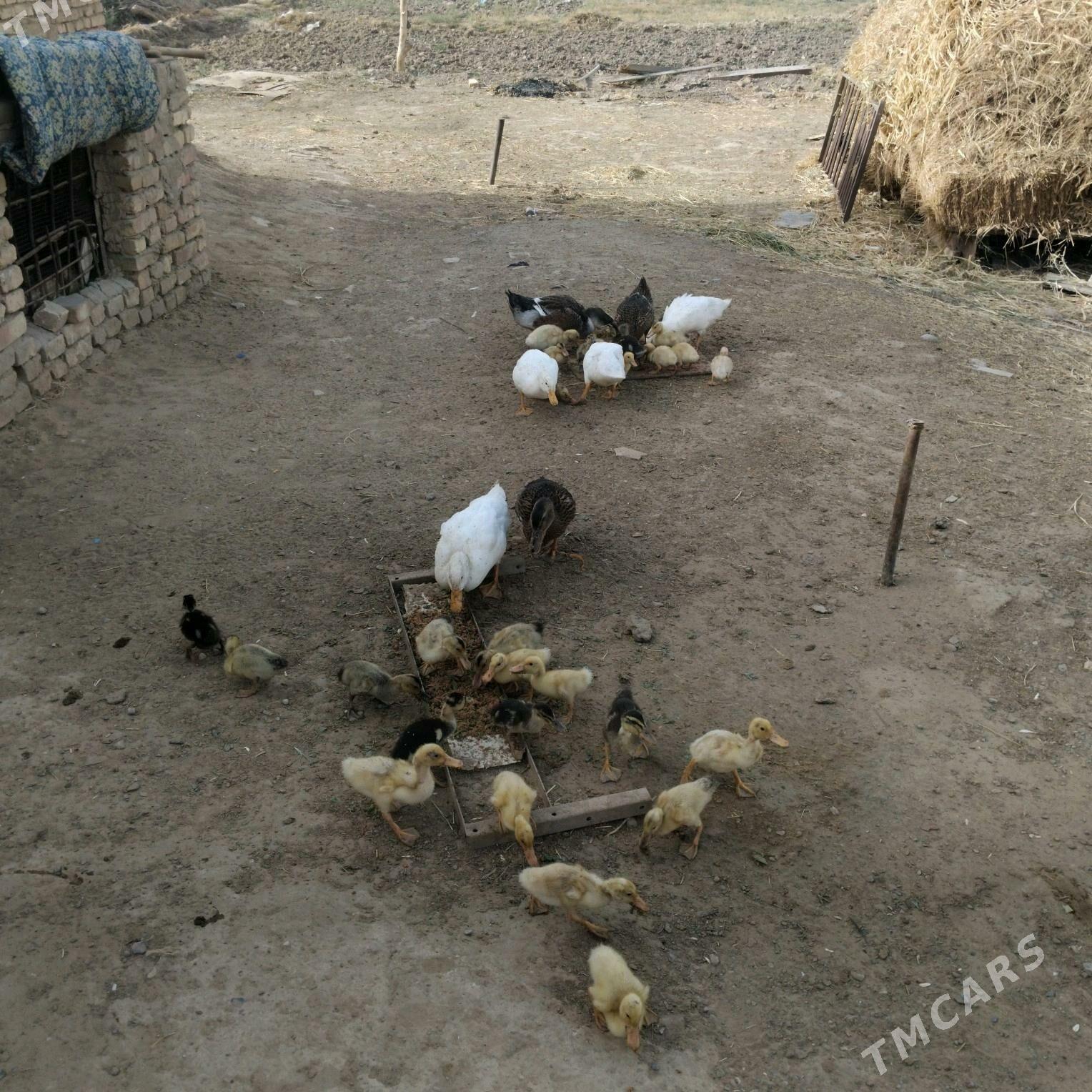 yasylbas juyje - Векильбазар - img 2