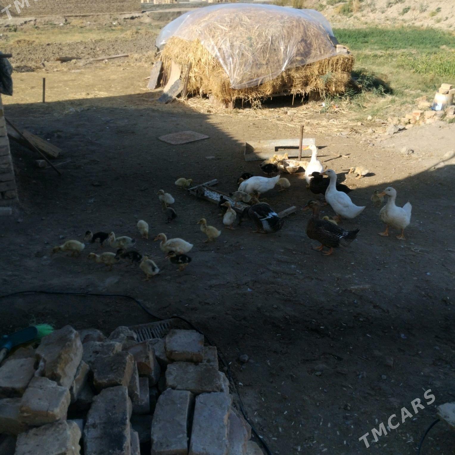 yasylbas juyje - Векильбазар - img 1