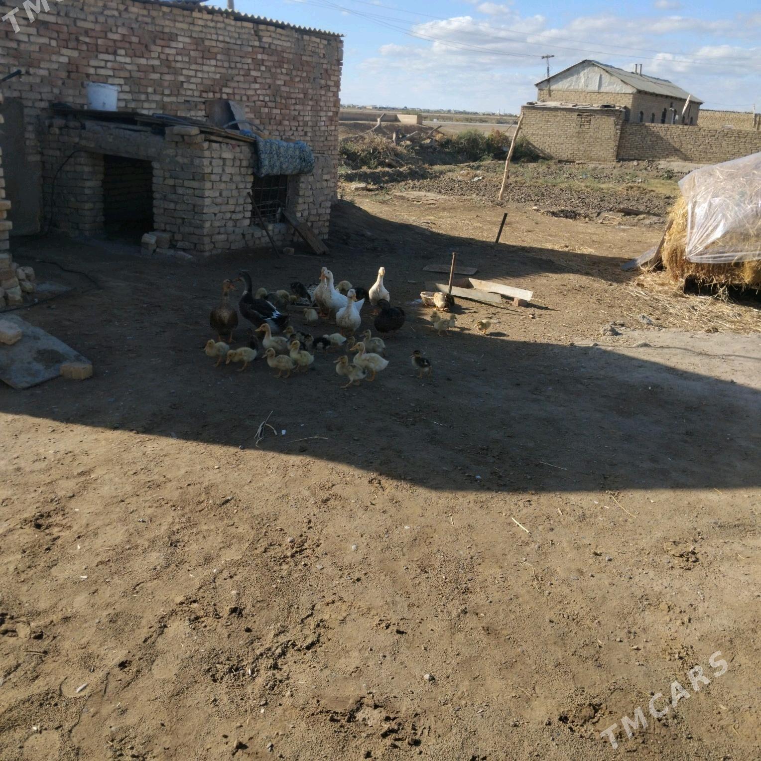 yasylbas juyje - Векильбазар - img 4