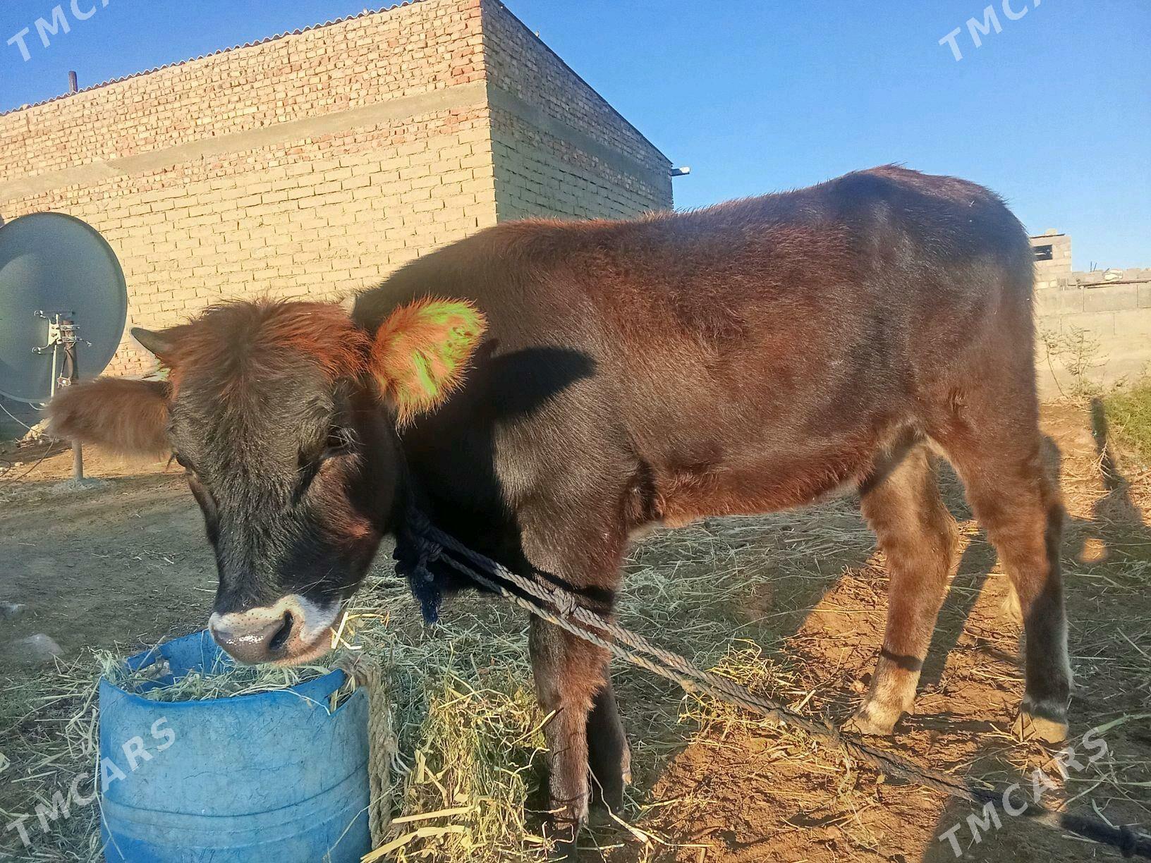 tuwe - Бахарден - img 2