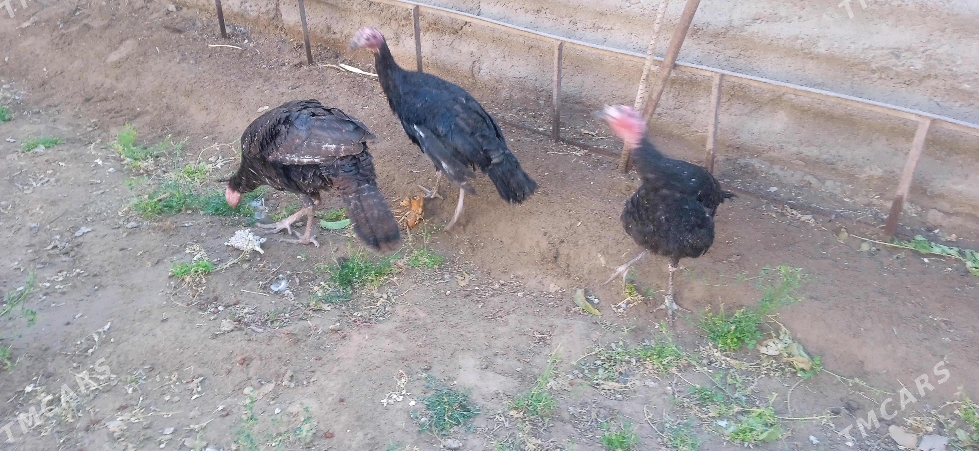 induk - Гороглы (Тагта) - img 2