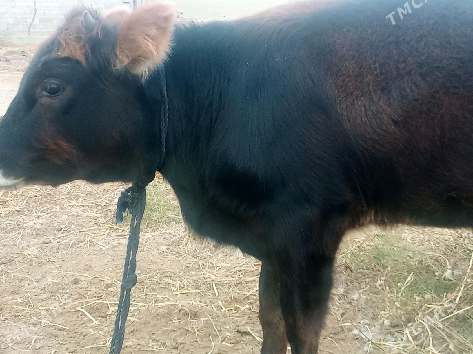 tuwe - Бахарден - img 3