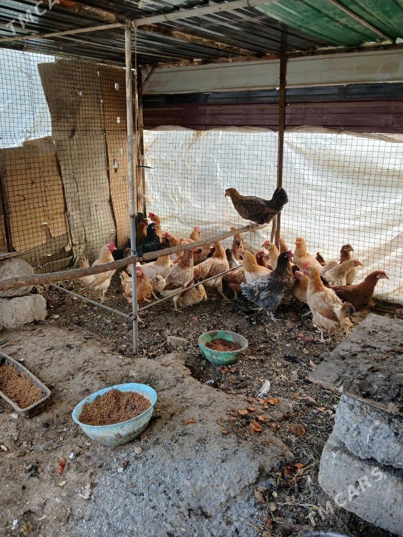 Turkmen Towuk - Кëши - img 3