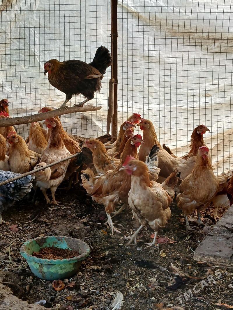 Turkmen Towuk - Кëши - img 1