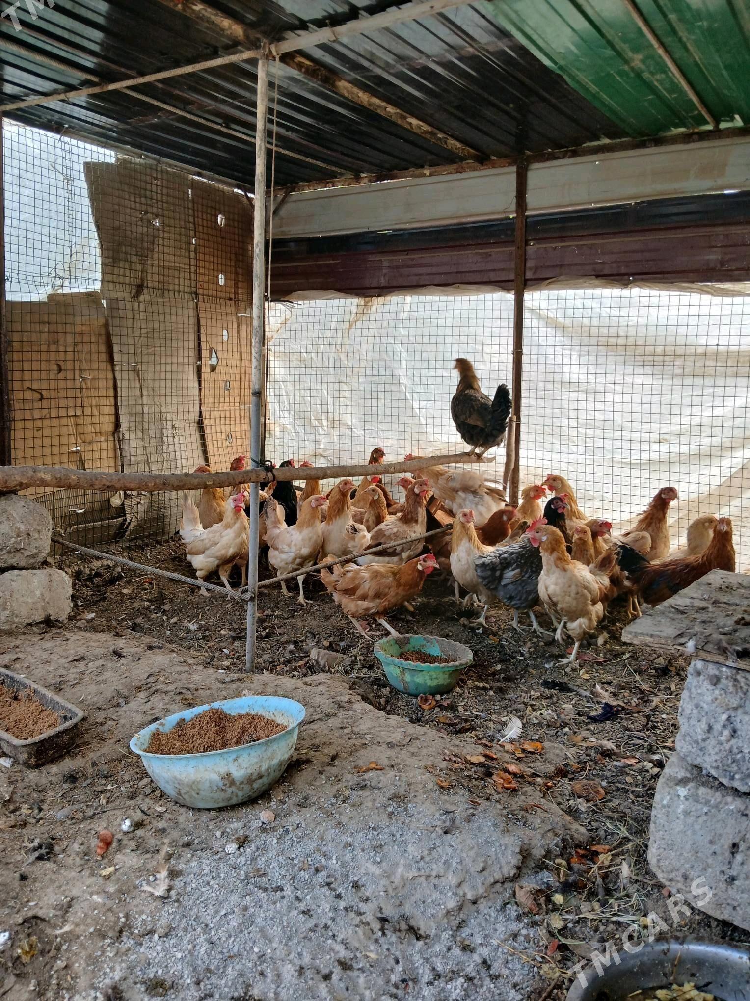 Turkmen Towuk - Кëши - img 2