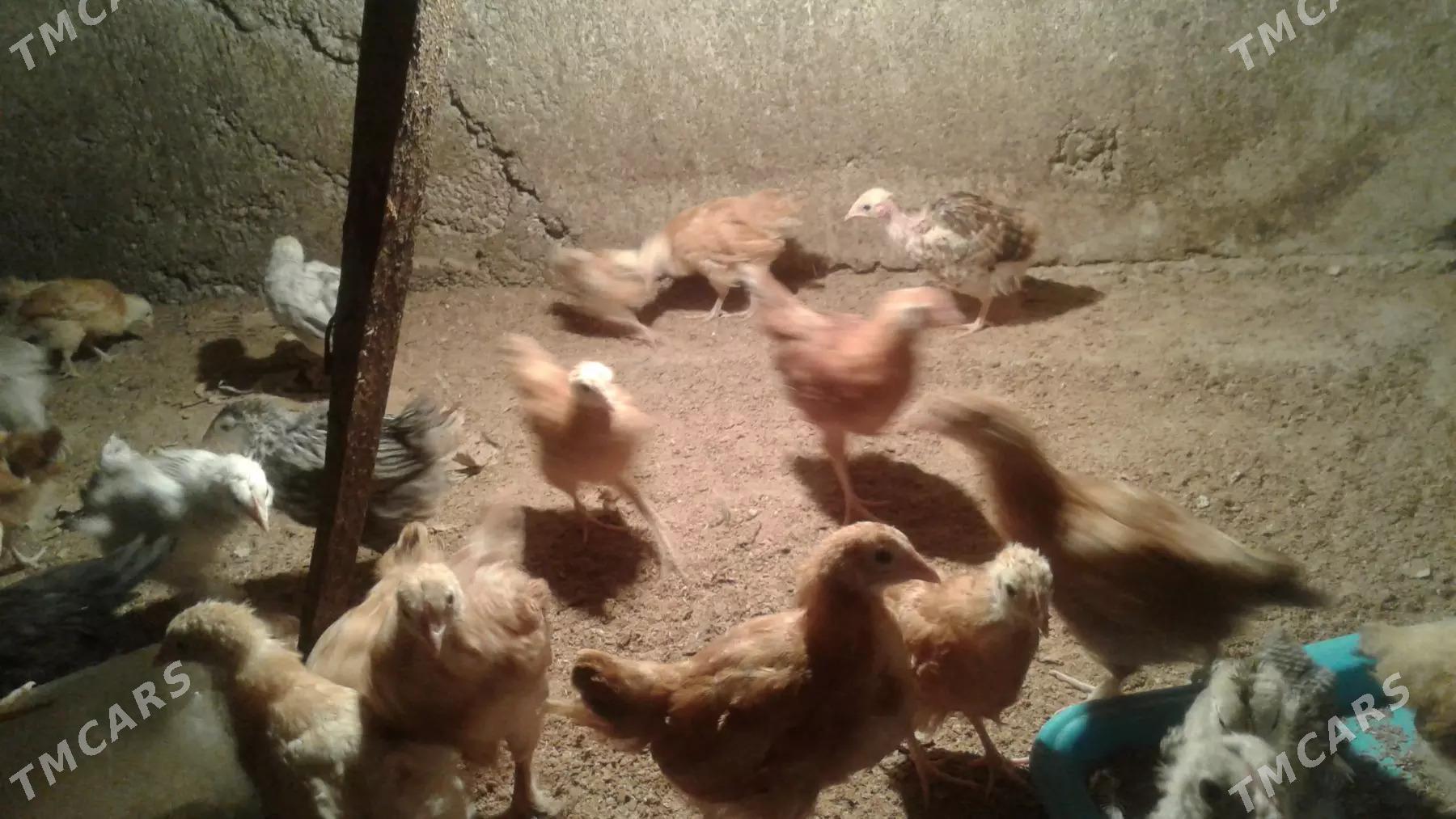 juje - Теджен - img 1