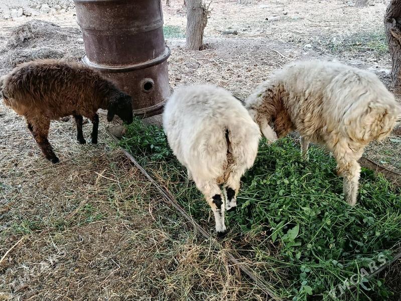 Tokly - Гёкдепе - img 3