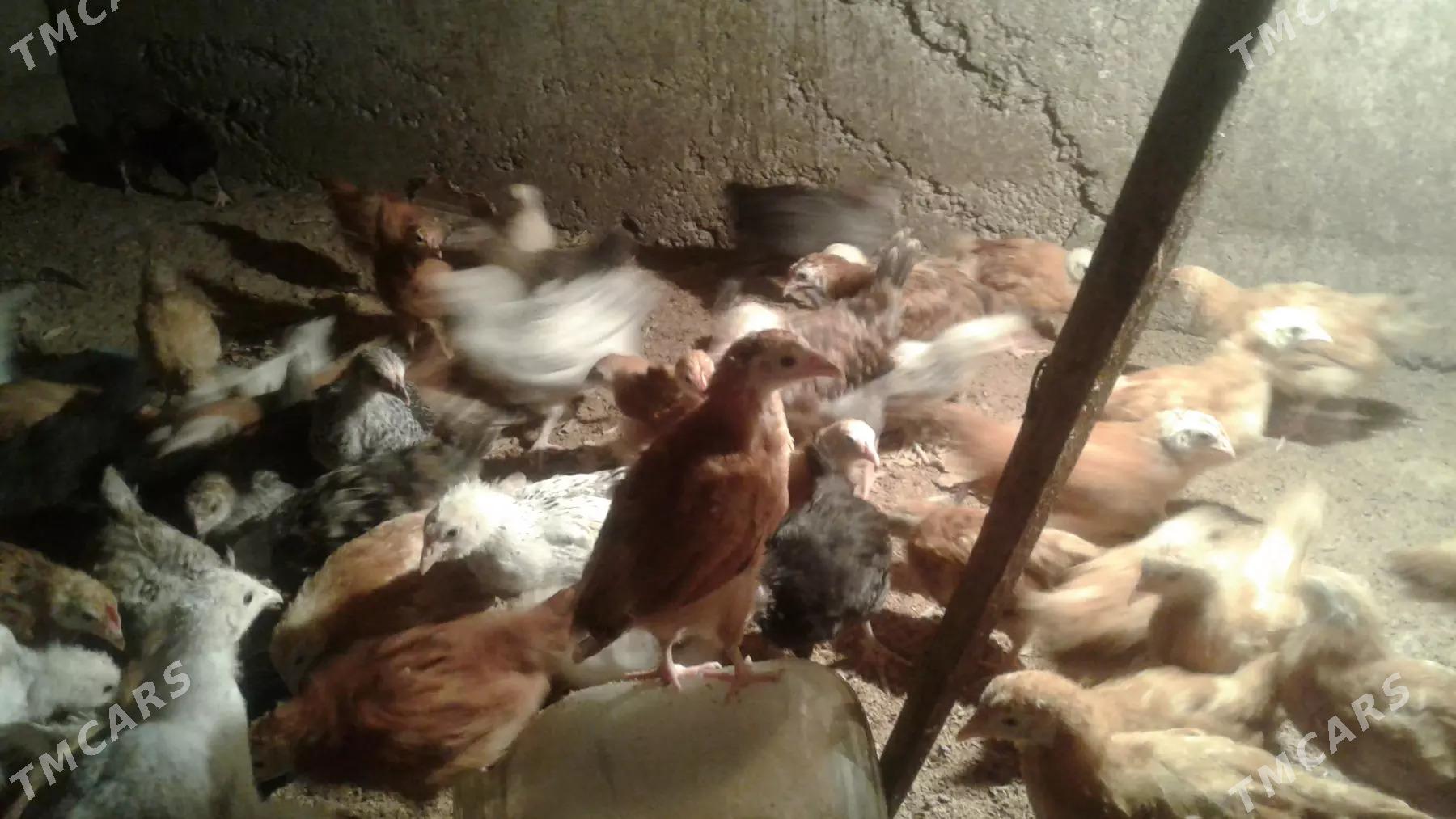 juje - Теджен - img 2