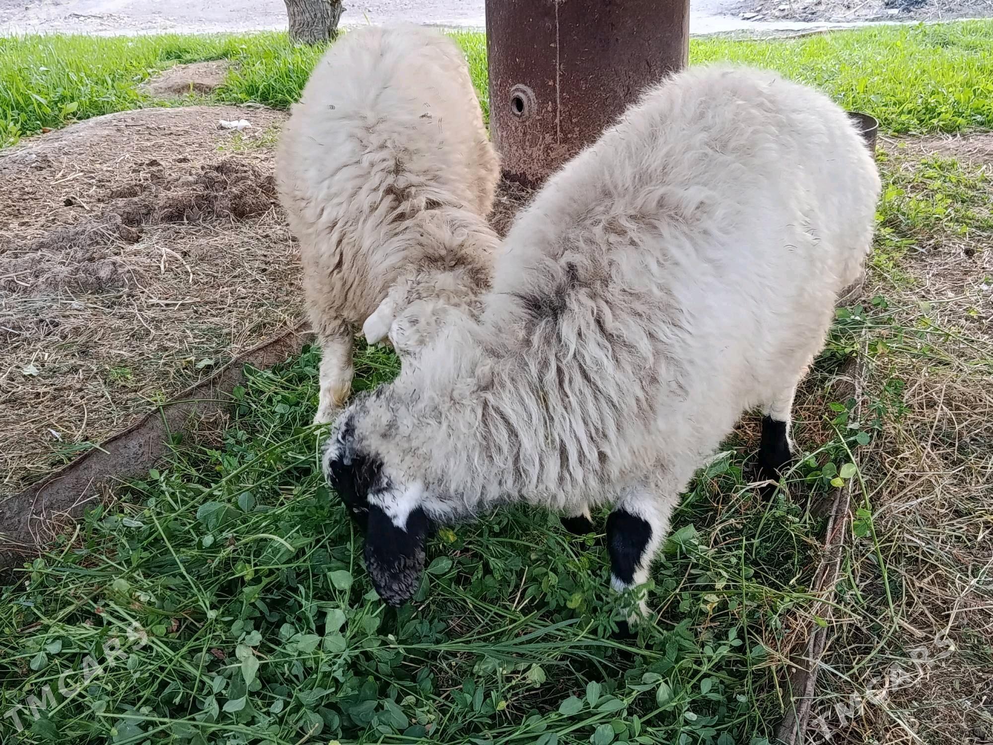 Tokly - Гёкдепе - img 2