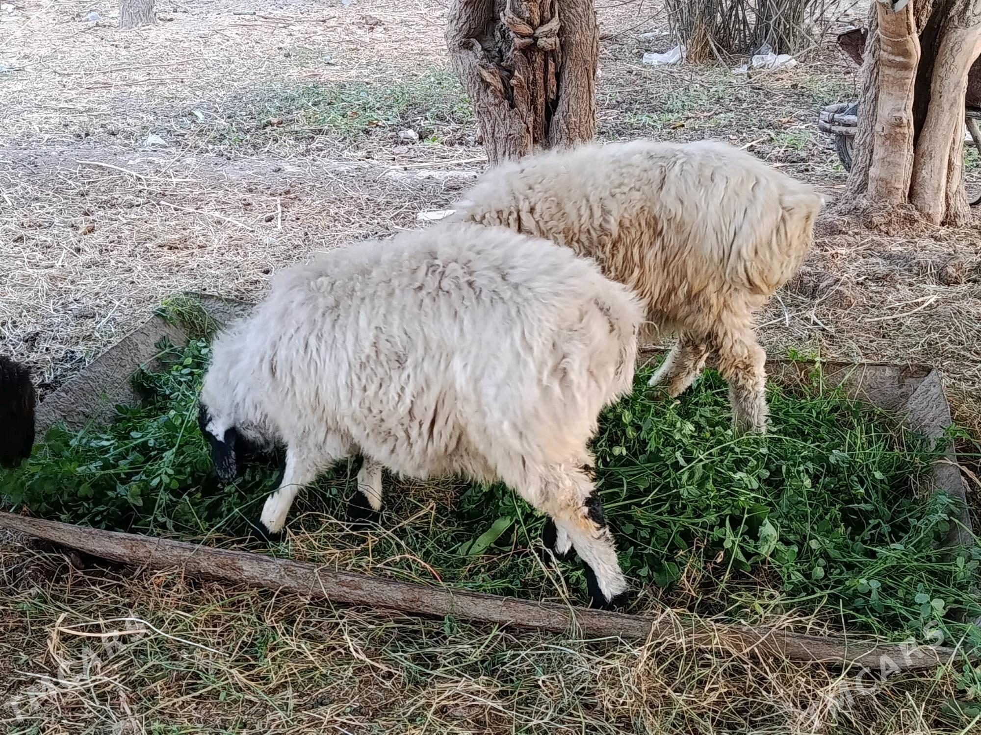 Tokly - Гёкдепе - img 5