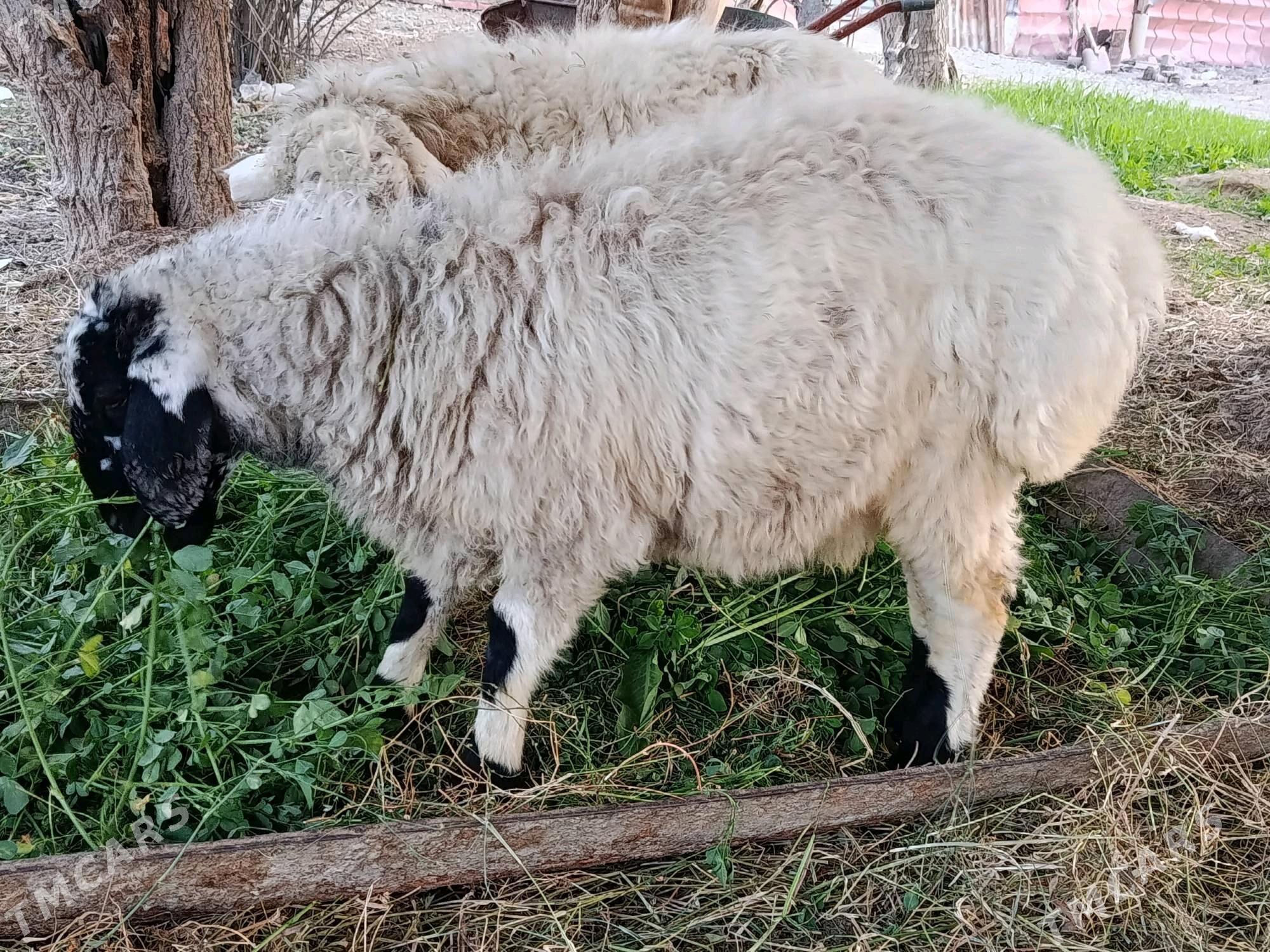 Tokly - Гёкдепе - img 1