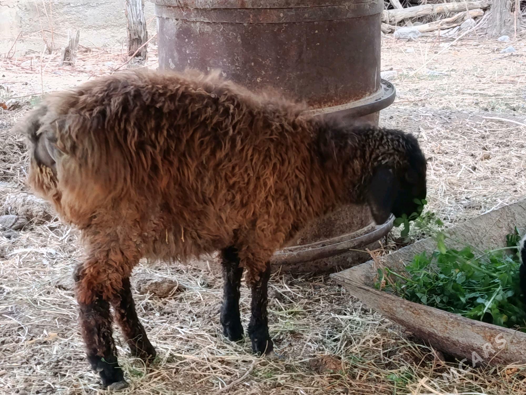 Tokly - Гёкдепе - img 4